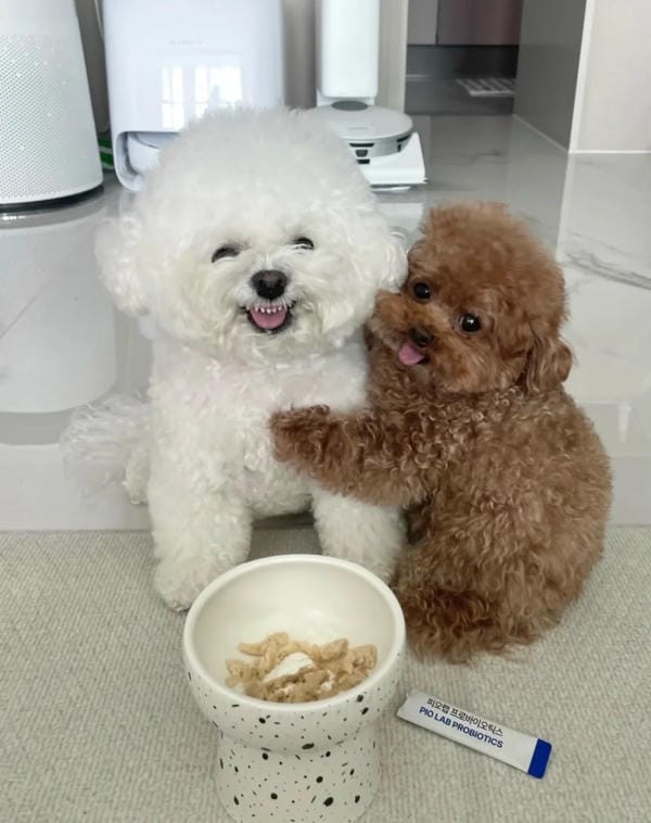 ảnh chó cười hài 20