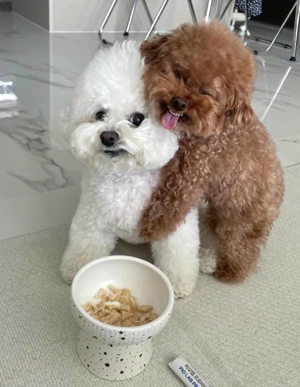 ảnh chó cười hài 21