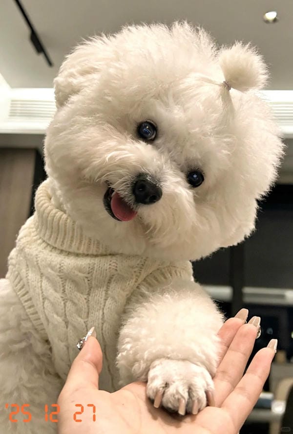 ảnh chó cười hài 23