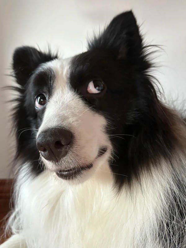 ảnh chó cười hài 24