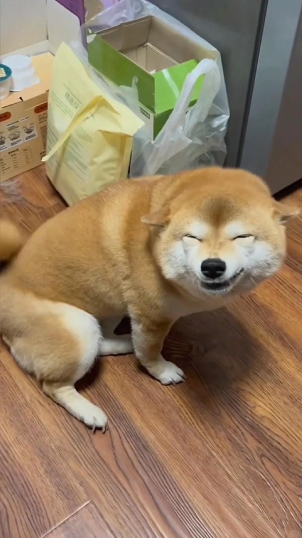 ảnh chó cười hài 25