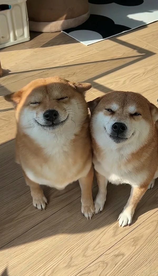 ảnh chó cười hài 26