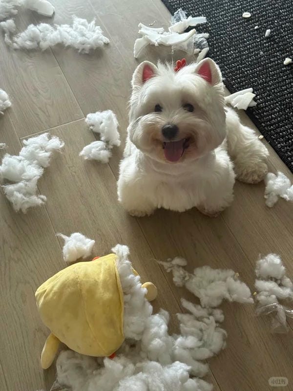 ảnh chó cười hài 27