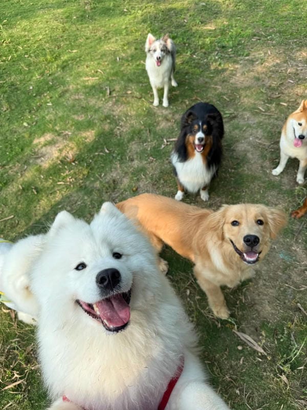 ảnh chó cười hài 3