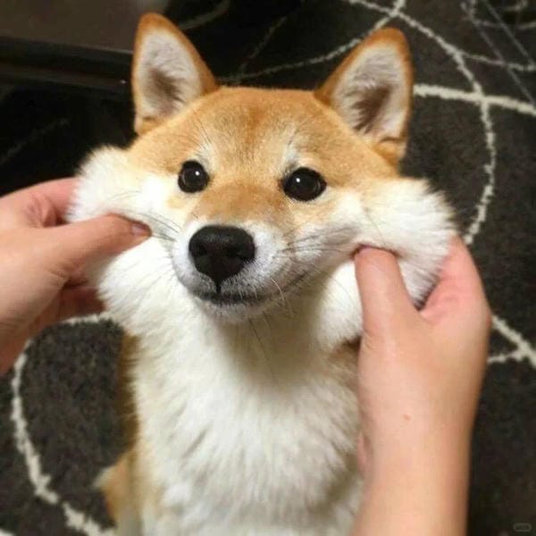 ảnh chó cười hài 30