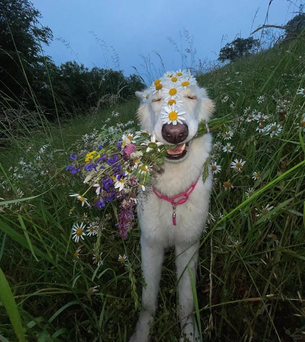 ảnh chó cười hài 34