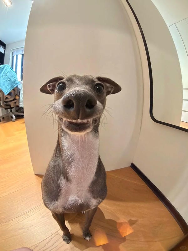 ảnh chó cười hài 4