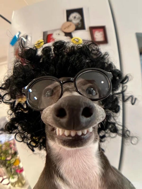 ảnh chó cười hài 5