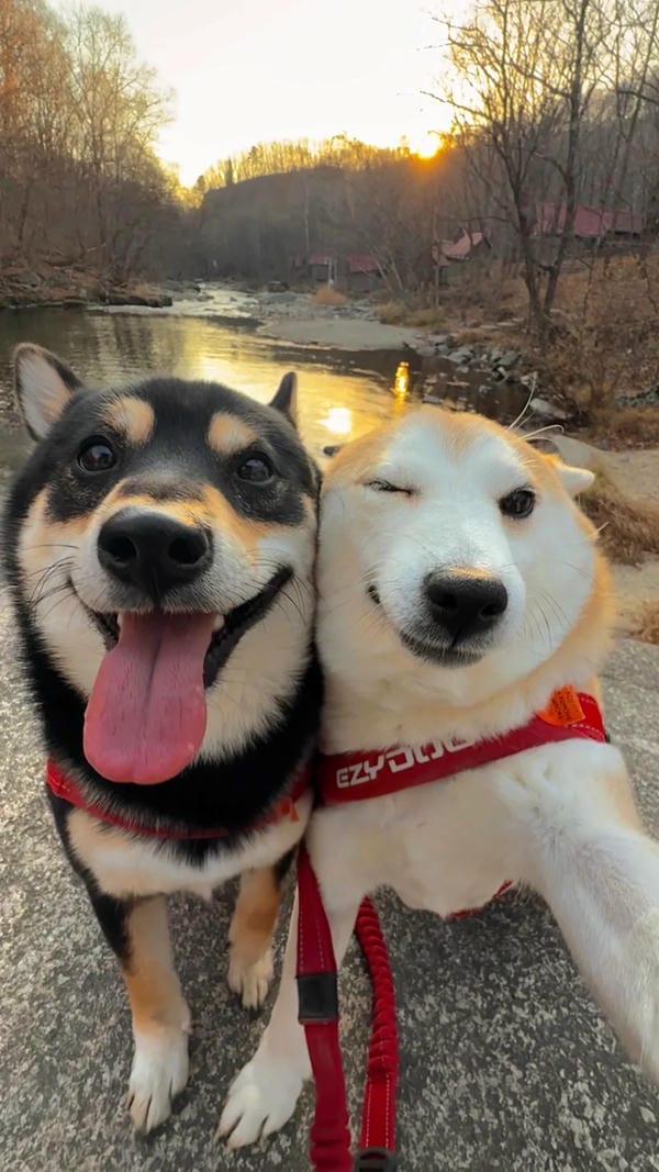 ảnh chó cười hài 6