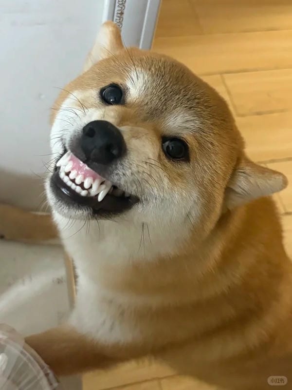 ảnh chó cười hài 7