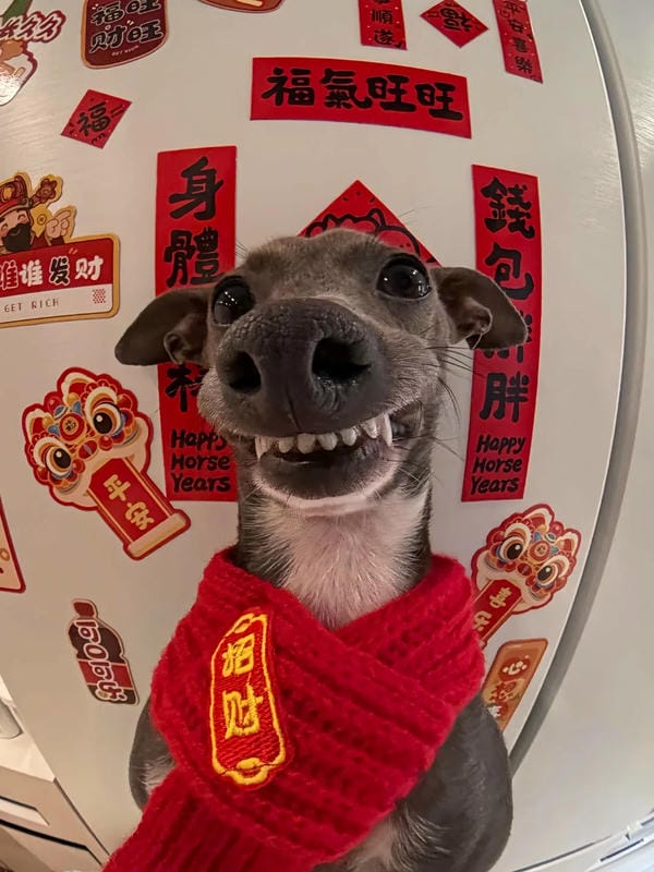 ảnh chó cười hài 8