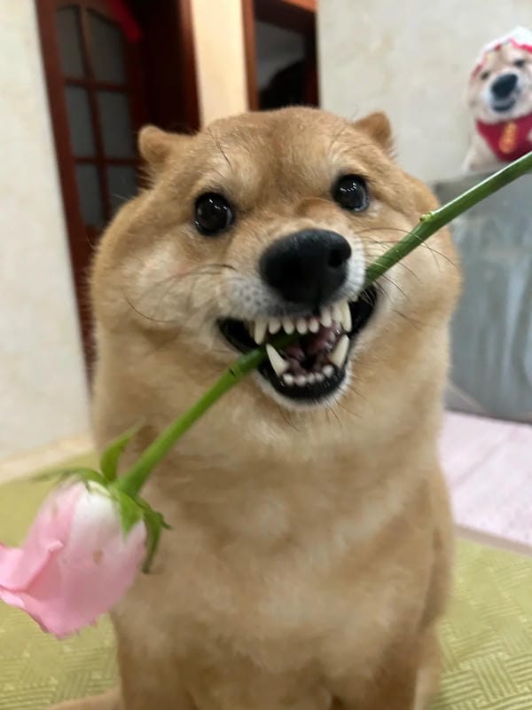 ảnh chó cười hài 9