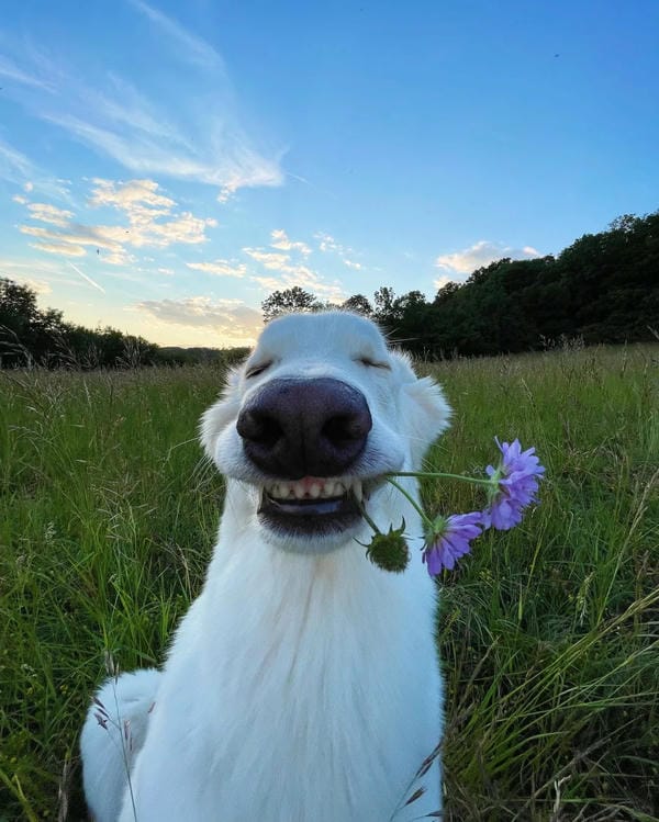 ảnh chó hài hước