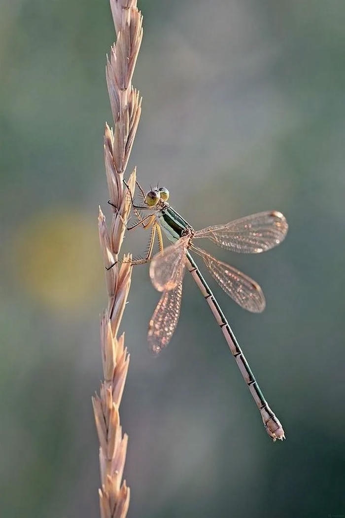 ảnh chuồn chuồn 6