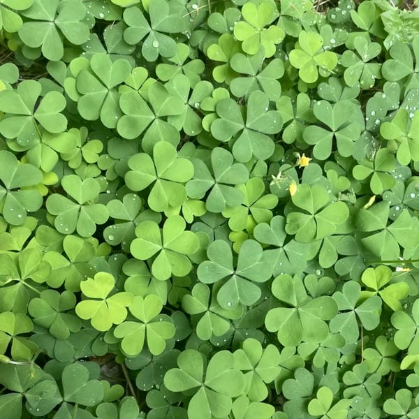 ảnh cỏ 4 lá may mắn đẹp 16