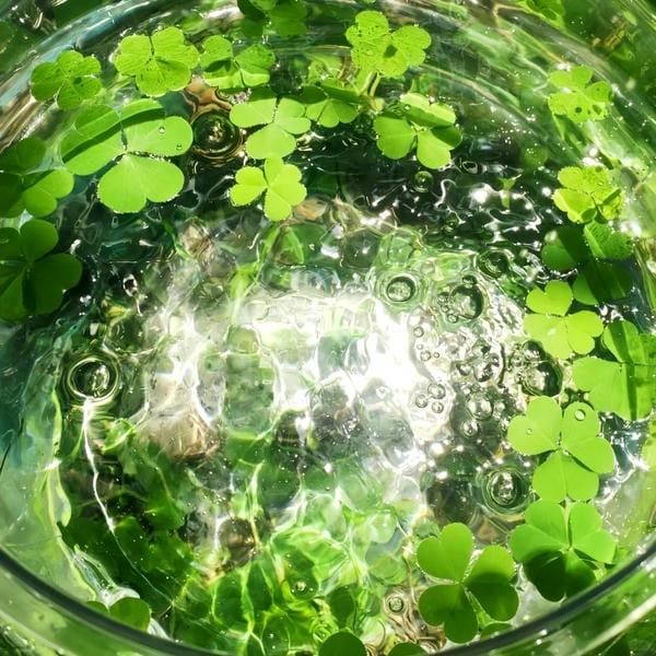 ảnh cỏ 4 lá may mắn đẹp 17