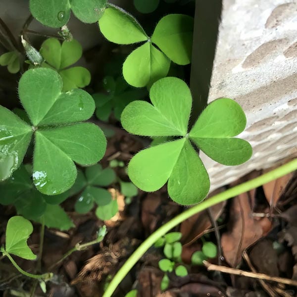 ảnh cỏ 4 lá may mắn đẹp 18