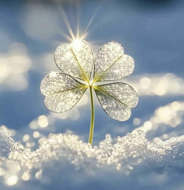 ảnh cỏ 4 lá may mắn đẹp 2