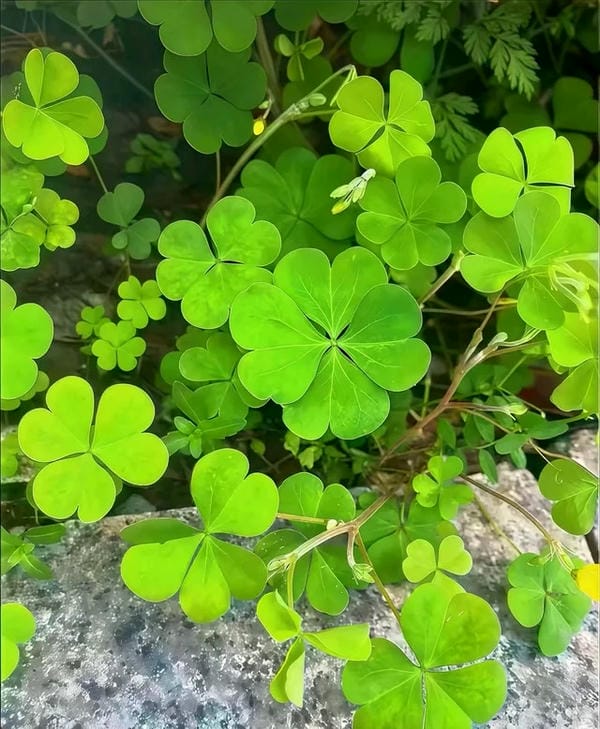 ảnh cỏ 4 lá may mắn đẹp 20