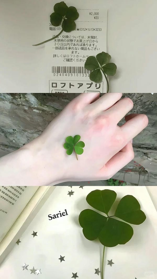 ảnh cỏ 4 lá may mắn đẹp 26