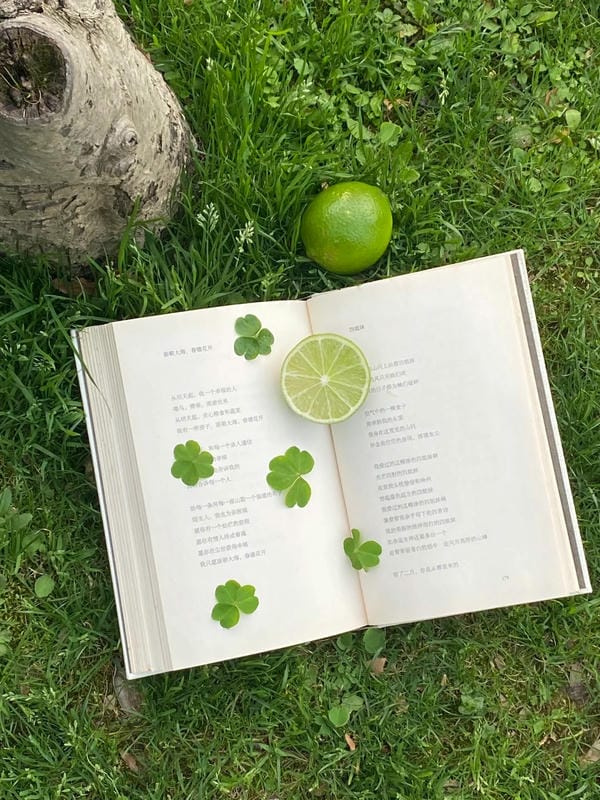 ảnh cỏ 4 lá may mắn đẹp 29