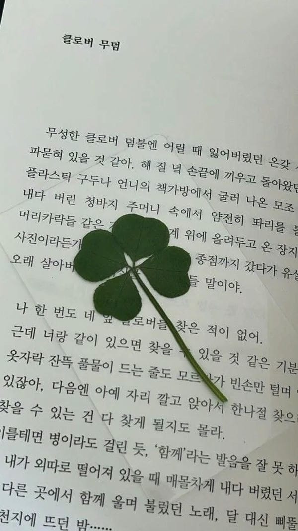 ảnh cỏ 4 lá may mắn đẹp 4