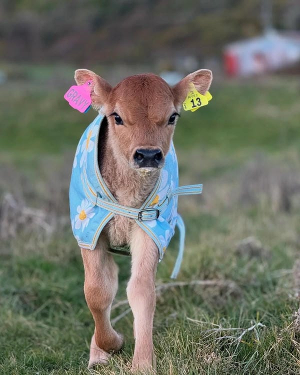 ảnh con bò cười