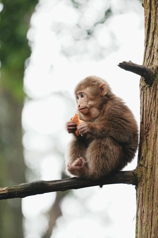 ảnh con khỉ cười