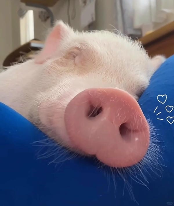 ảnh con lợn cute