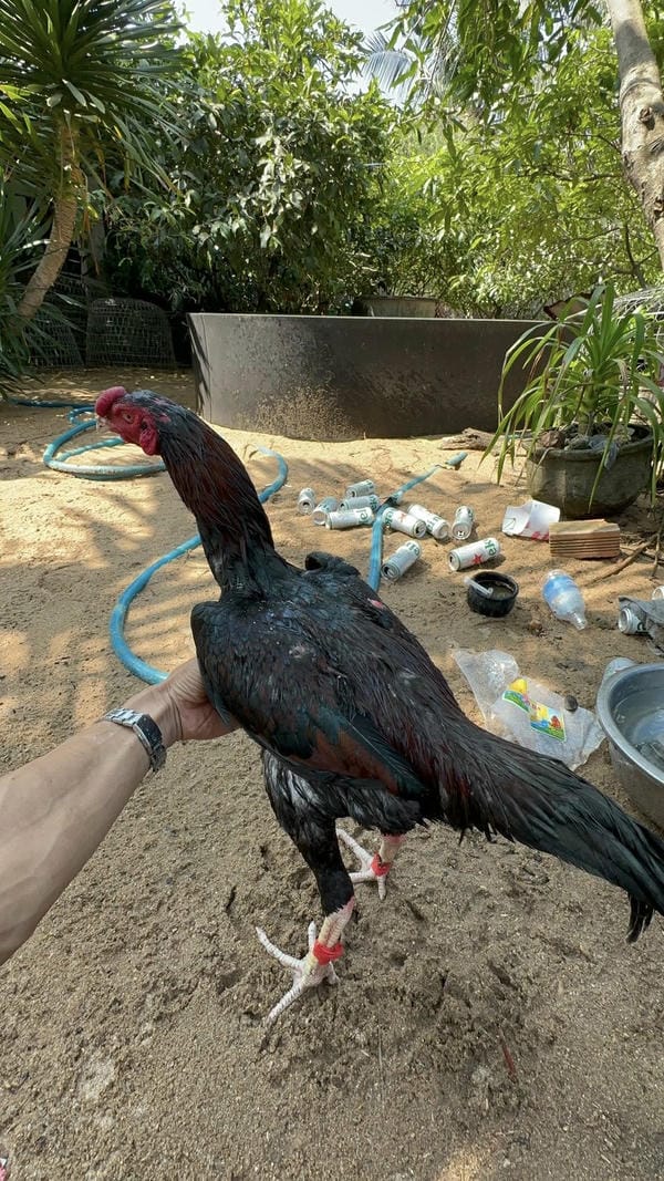 ảnh gà chọi đẹp 1