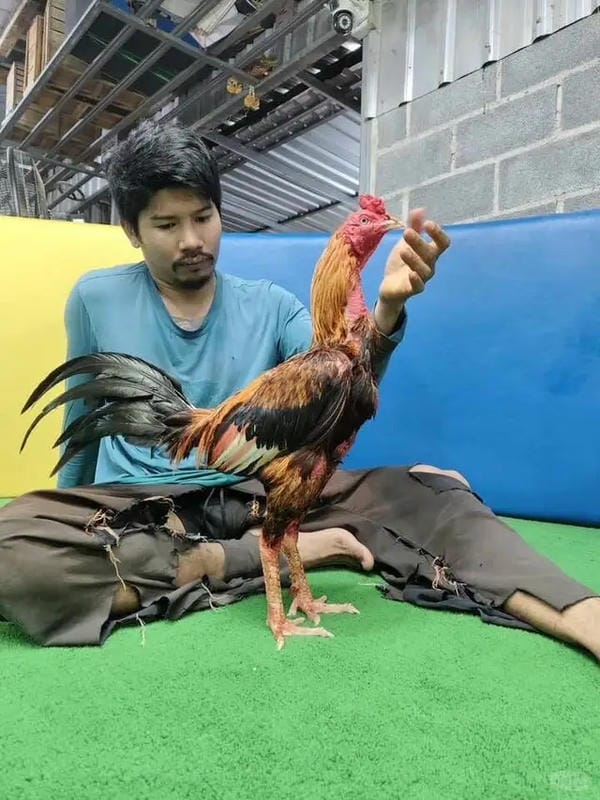 ảnh gà chọi đẹp 10