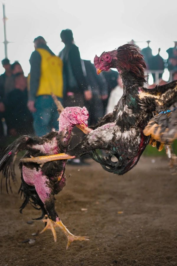 ảnh gà chọi đẹp 11