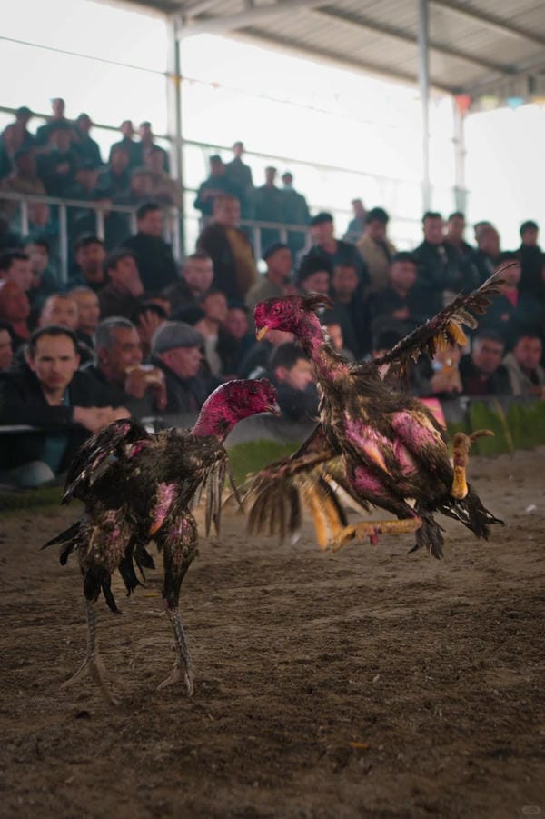 ảnh gà chọi đẹp 12