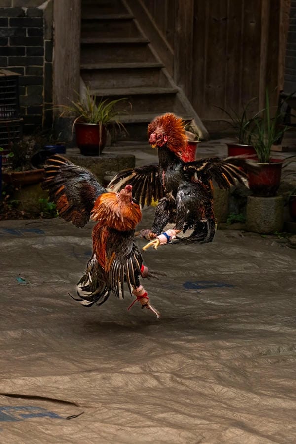 ảnh gà chọi đẹp 13