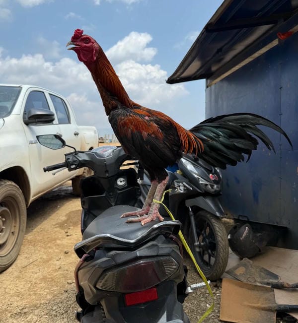 ảnh gà chọi đẹp 14