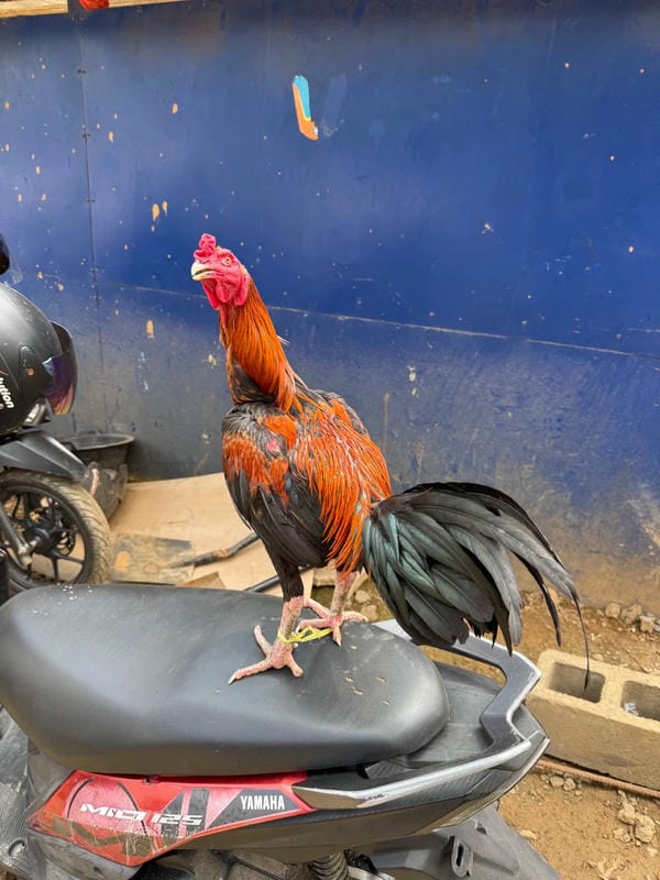 ảnh gà chọi đẹp 15