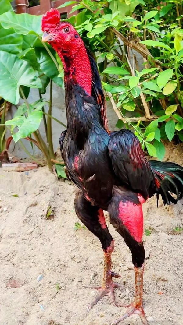 ảnh gà chọi đẹp 16