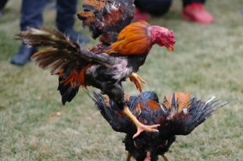 Sưu tầm 260+ ảnh gà chọi đẹp cực phẩm, dân đam mê phải lưu