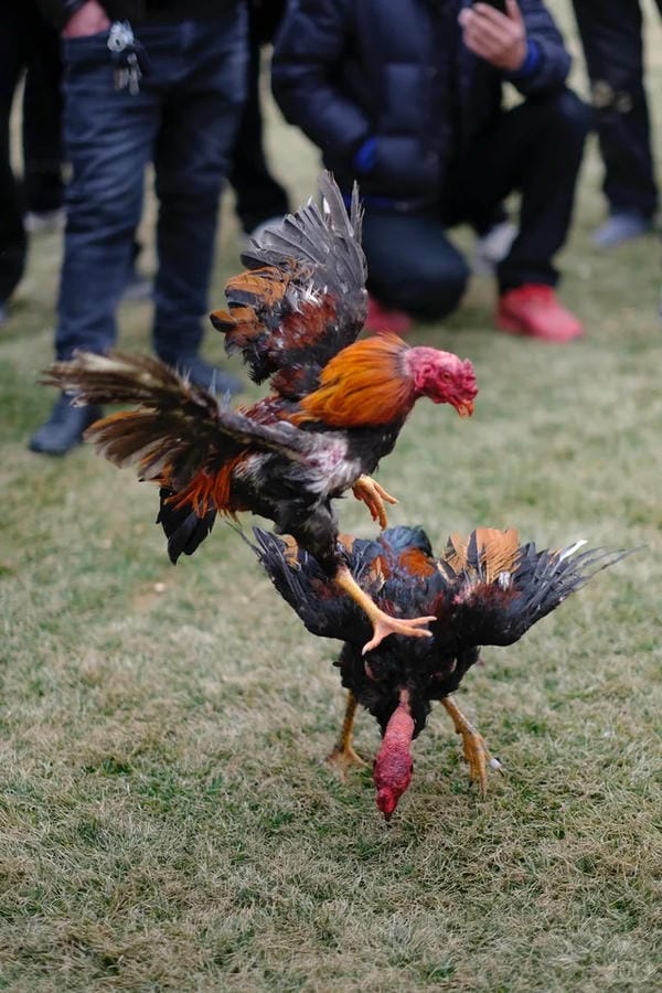 ảnh gà chọi đẹp 17