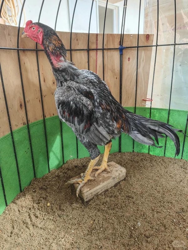 ảnh gà chọi đẹp 18