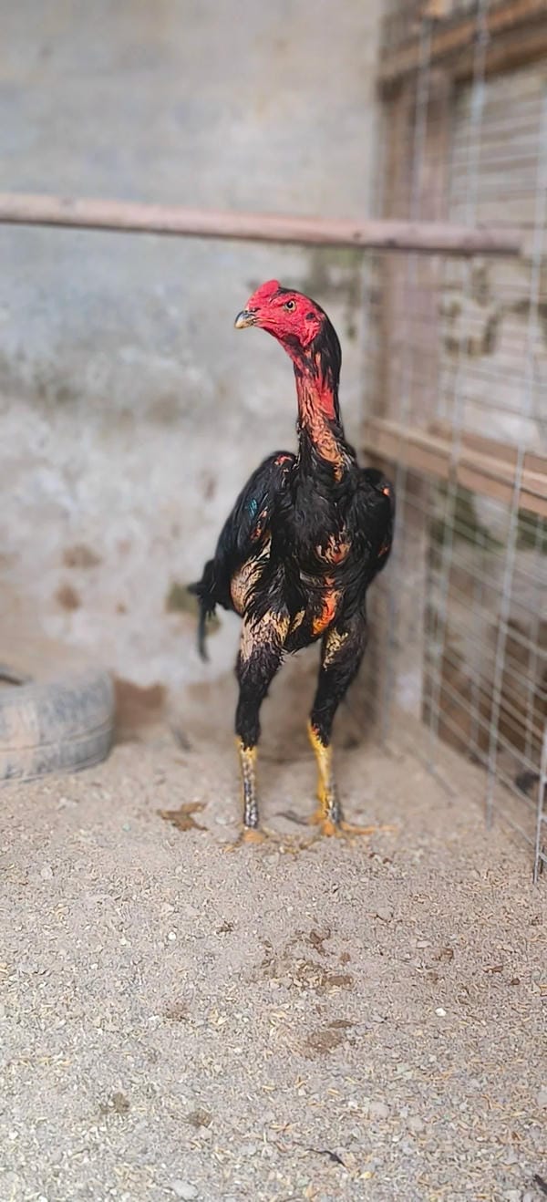 ảnh gà chọi đẹp 19