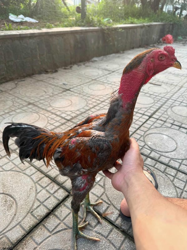 ảnh gà chọi đẹp 2