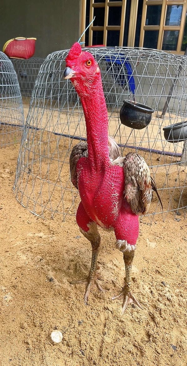 ảnh gà chọi đẹp 20