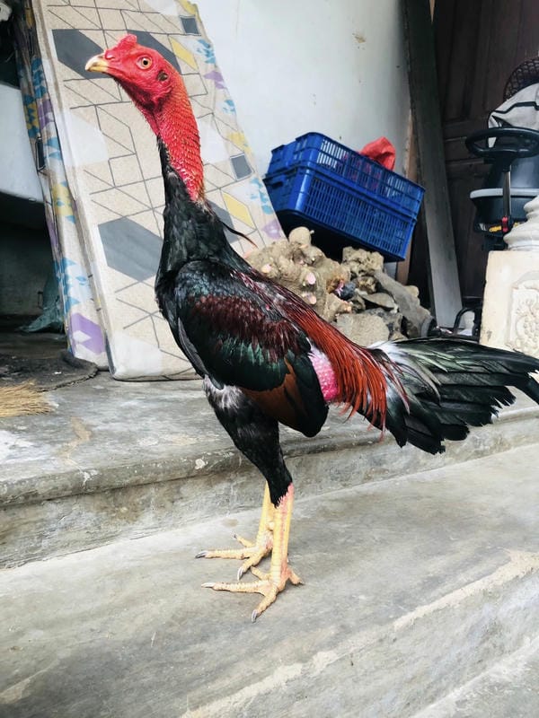 ảnh gà chọi đẹp 25