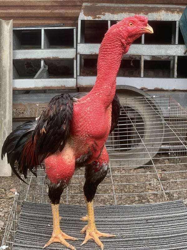 ảnh gà chọi đẹp 26