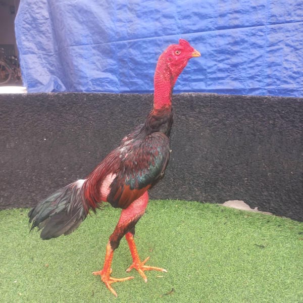 ảnh gà chọi đẹp 27