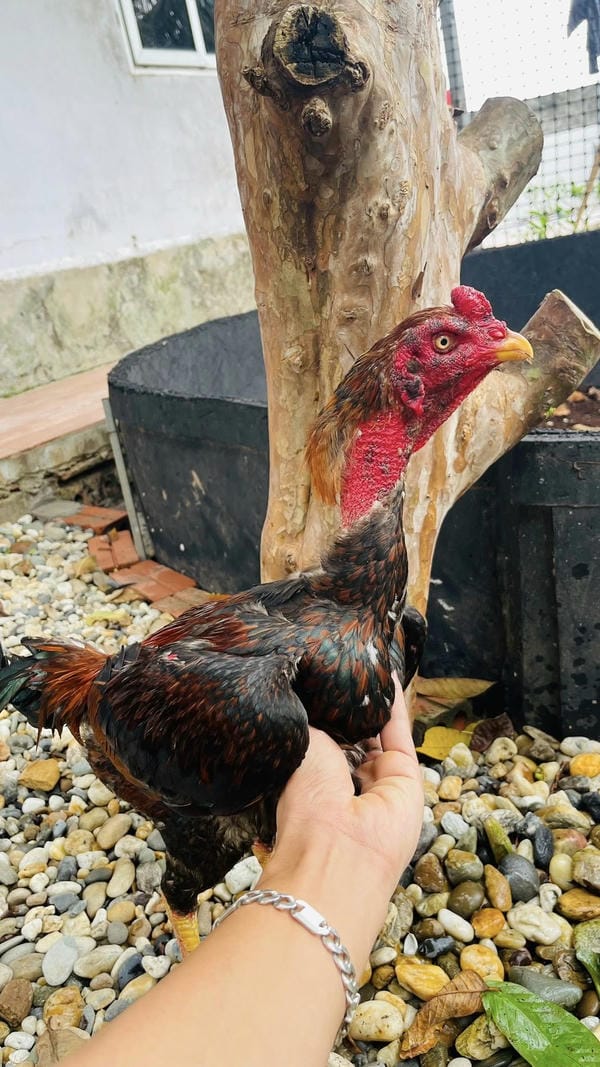 ảnh gà chọi đẹp 3