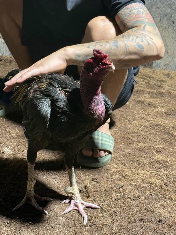 ảnh gà chọi đẹp 3d