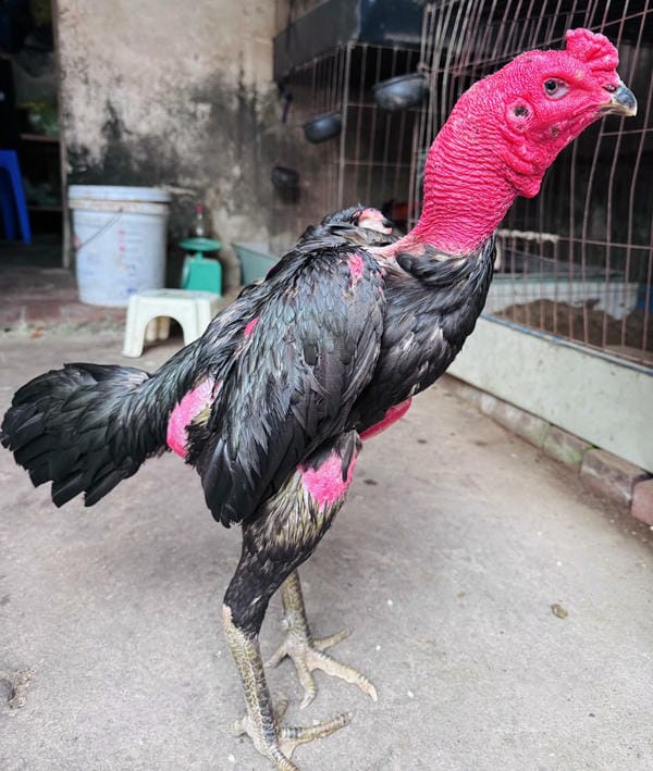 ảnh gà chọi đẹp 4