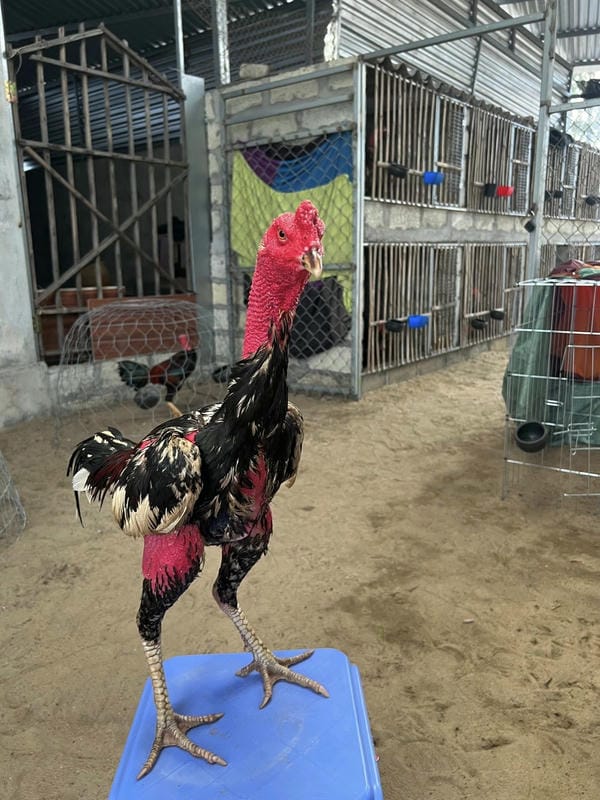 ảnh gà chọi đẹp 5